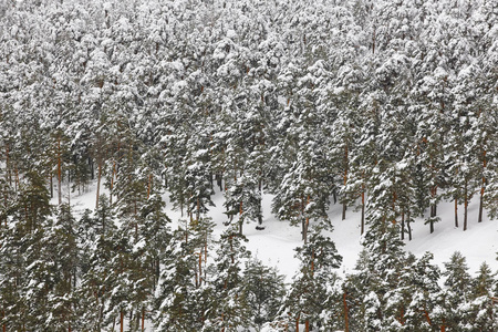 冬山松树林雪景。纳瓦塞拉达, 西班牙。水平