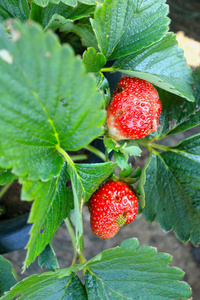 在花园里的新鲜草莓