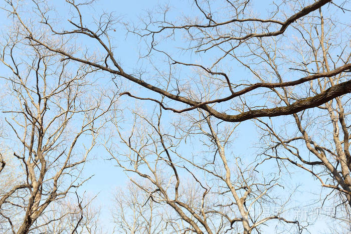 以树为话题的作文_以树为话题的标题_作文题目树600字