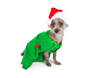 打扮成圣诞树的邋遢狗