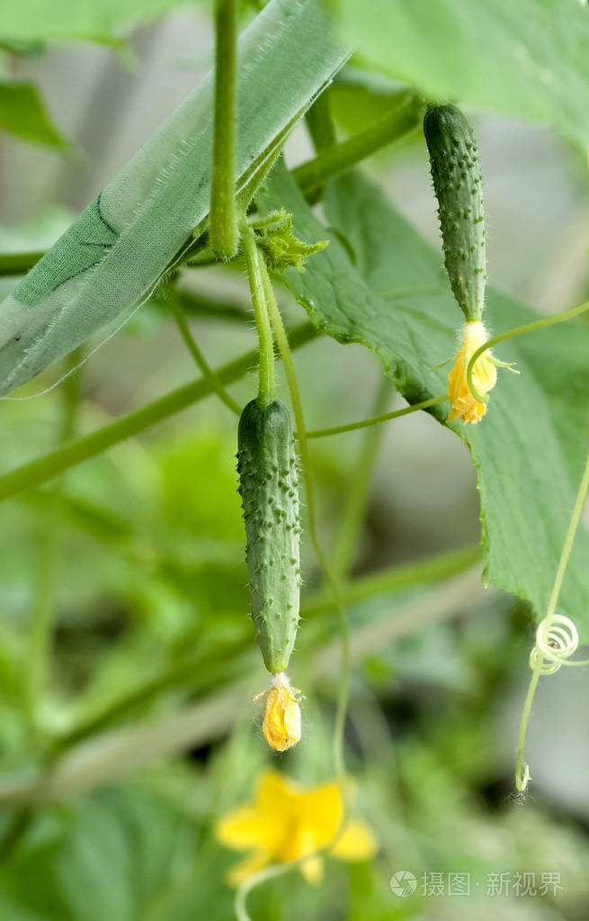 小青黄瓜在温室里生长