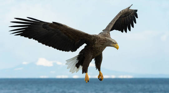 成年白尾鹰在蓝天飞行。科学名称 白马鱼, 又名海牛海鹰灰鹰欧亚海鹰和白尾海鹰