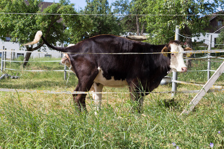 在一个非常晴朗的一天, 在6月在德国南部, 你看到一些年轻的小牛在黑褐色和检查颜色