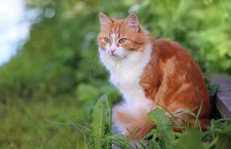 夏天猫在绿草里。美丽的红与黄色眼睛