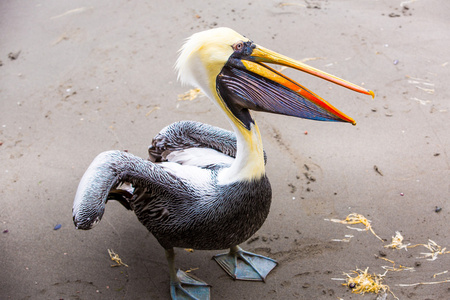 鹈鹕 ballestas 岛上