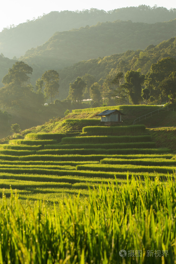 农业种植园清迈泰国的水稻稻田