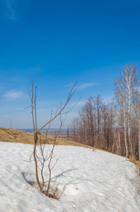 春天的风景。春天田野上的最后一雪。丘陵地形。没有树叶的树。温暖的日子是第一个