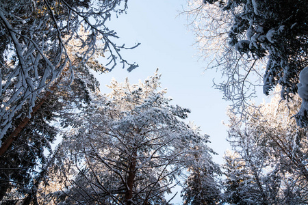 树木的顶部覆盖着冬天和天空背景下的积雪。俄罗斯寒冷夜晚的美丽冬季风景