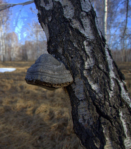 白桦茸, 生长在树上的蘑菇, 舒适地固定在桦树树干上.