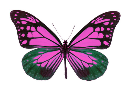 美丽的粉色蝴蝶图片