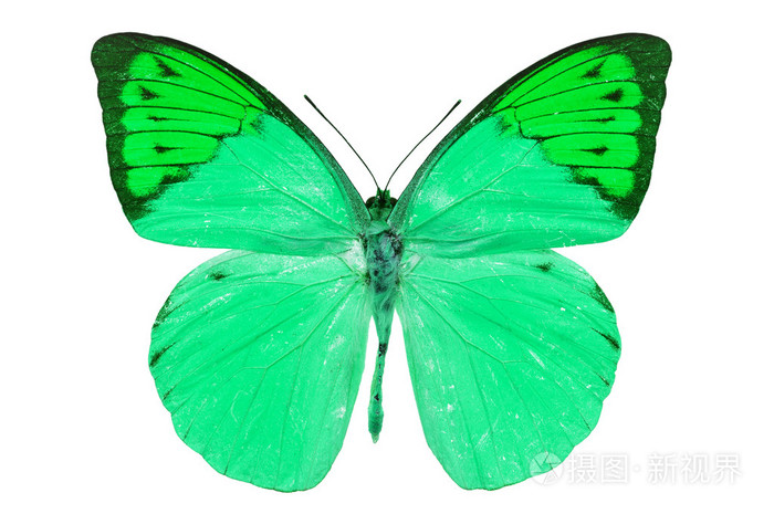 绿色蝴蝶