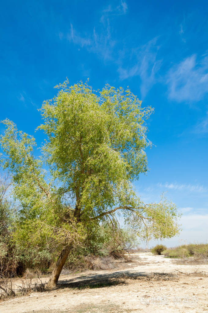 盐水盐沼埃托沙荒地单一的灌木哈萨克斯坦