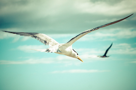 海鸟海鸥。自然特写