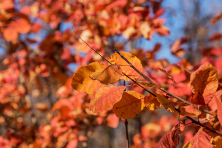 美丽的秋天风景与黄色树和太阳。公园里五颜六色的树叶。落叶自然背景