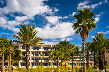 棕榈树和克利尔沃特海滩，佛罗里达州一家酒店