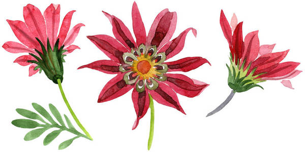 红杂色菊花。花卉植物花。孤立的插图元素