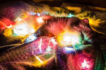 猫正躺在一个闪亮的圣诞花环上