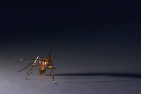 尖下巴尖颚大蚂蚁照片