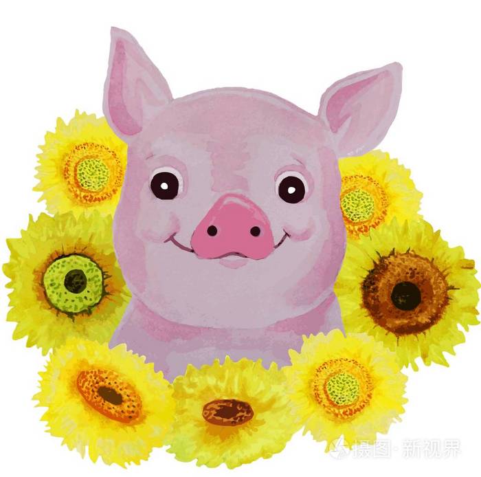 白色背景水彩猪和向日葵