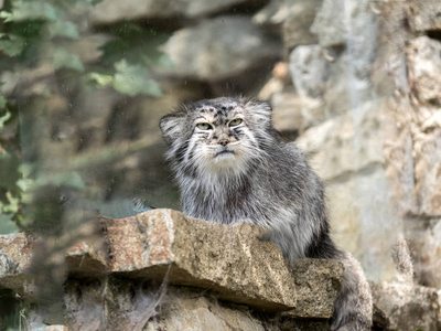 帕拉斯的猫, Otocolobus 马努尔, 环顾四周