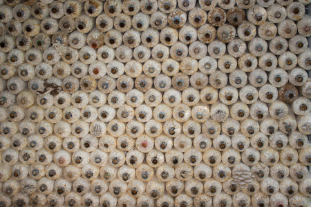 背景蘑菇堆叠蘑菇立方袋