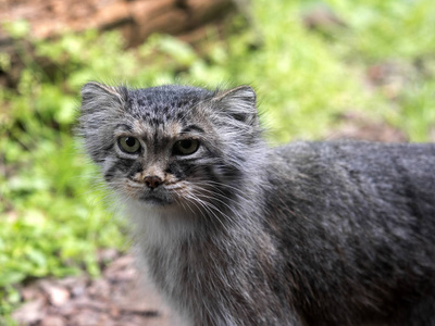 帕拉斯猫的肖像, Otocolobus 马努尔