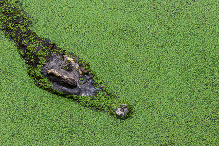 鳄鱼在池塘周围与浮萍