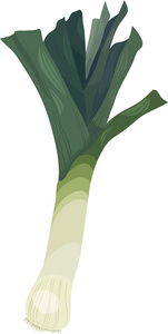 韭菜蔬菜卡通插图
