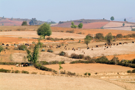 Pindaya 农村乡村景观