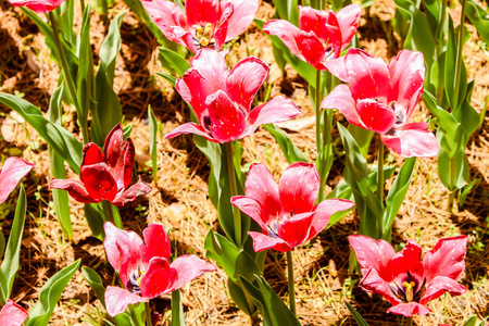 最热门看法红色郁金香在日立海滨公园