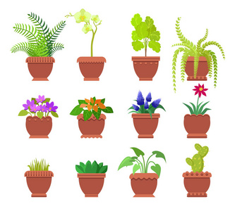 手绘鹿的角仙人掌植物det.