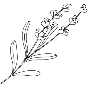 薰衣草边框图片