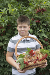 男孩收集浆果荚蒾在花园里