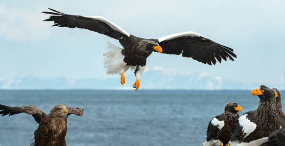 成人史泰勒的海鹰降落。科学名称 haliaeetus pelagicus。冬季背景上的蓝天和海洋
