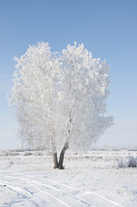 冷冻的树在冬天字段和蓝蓝的天空上