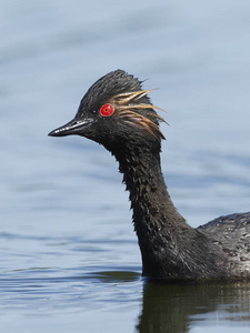 黑脖子鷉在它的自然栖所在丹麦