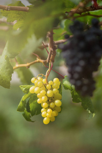 新鲜成熟的葡萄挂在酒地里