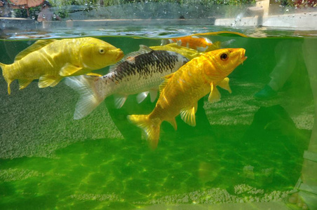 池塘彩色锦鲤鲤鱼