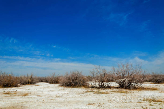 盐水盐沼埃托沙荒地单一的灌木哈萨克斯坦