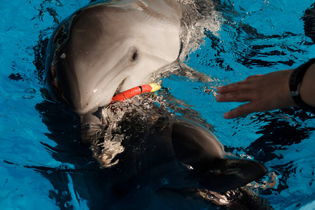 快乐的微笑的宽吻海豚在蓝色的水中玩五颜六色的戒指。海豚辅助治疗