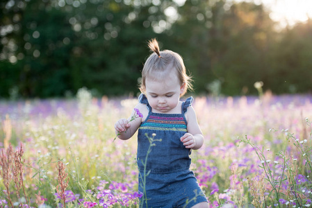 小一岁的女孩在紫色的花卉领域在晚上金色的光在夏天