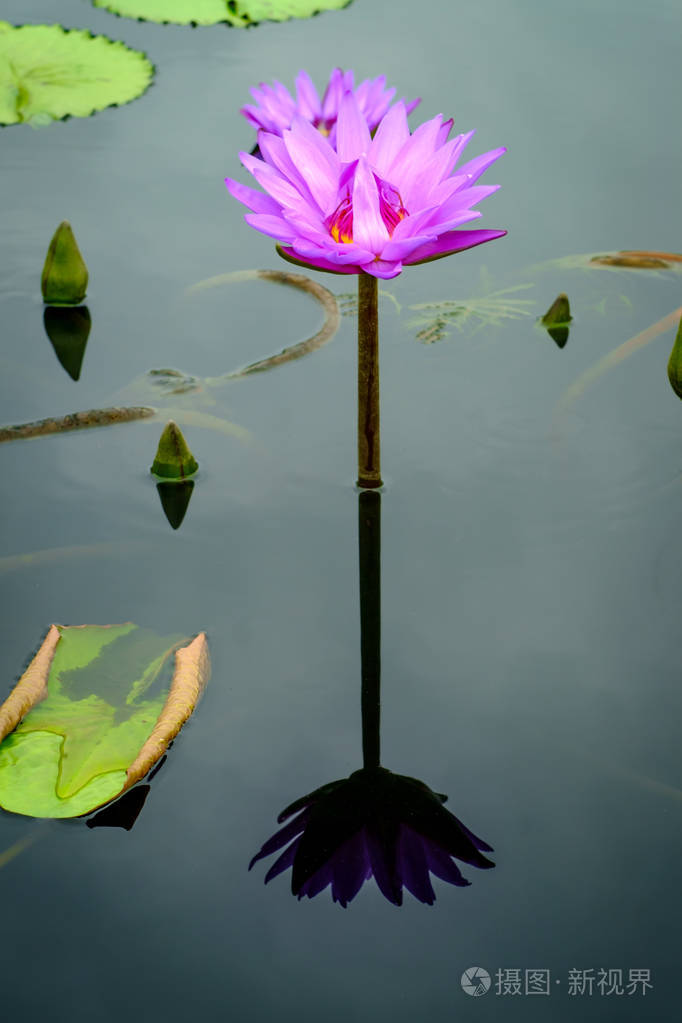 jpg上新区上新区城市建筑工业宠物猫科学研究花卉婚礼粒子特效航拍