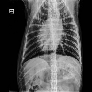 犬前视图 X 线闭合于胸部标准和胸部有肺炎迹象兽医和兽医解剖概念黑白色