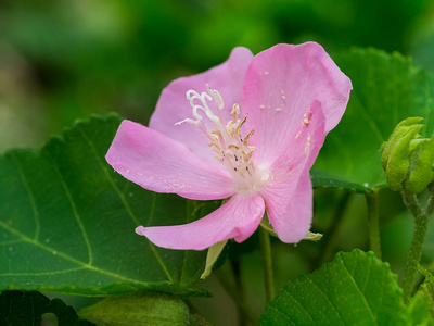 粉红 Dombeya 花花粉的封闭