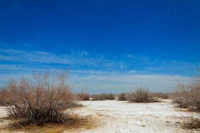 盐水, 盐沼.埃托沙荒地.单一的灌木.哈萨克斯坦