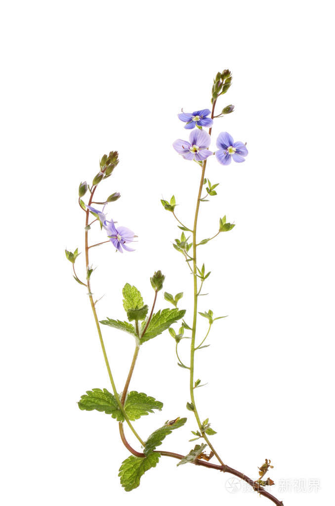 Germander 斯皮德韦尔 维罗妮卡chamaedrys 花和叶子对白色隔绝照片 正版商用图片08ecul 摄图新视界