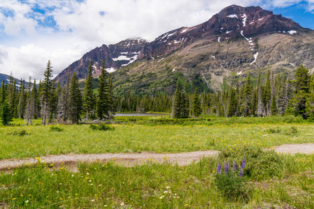 蒙大拿冰川国家公园两个药用湖附近的野花草甸