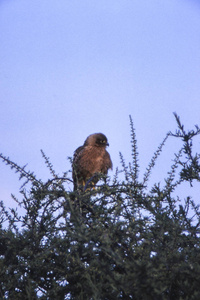 布朗蛇鹰 circaetus cinereus, 中部卡拉哈里狩猎保护区, 博茨瓦纳, 非洲