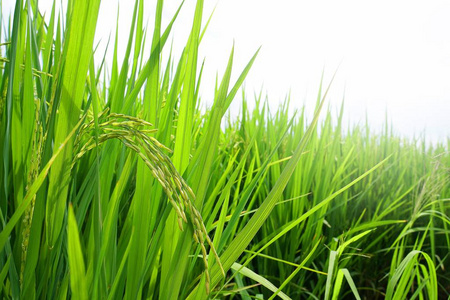 稻梦空间亚洲新鲜有机茉莉花稻在绿色稻田里, 在美丽的阳光背景下.