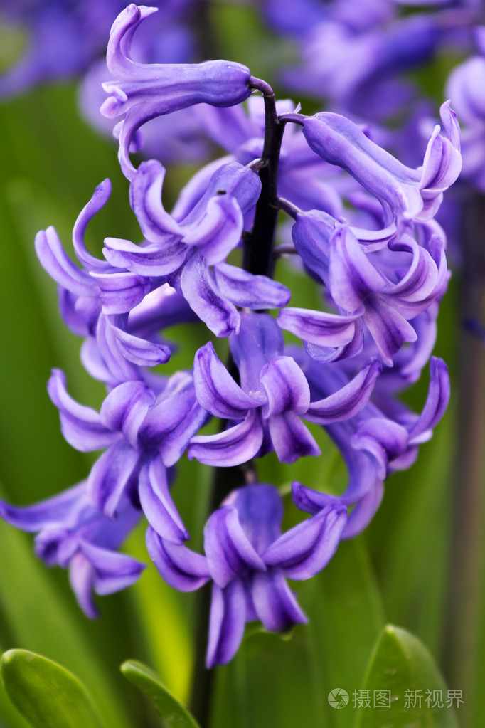 紫色风信子